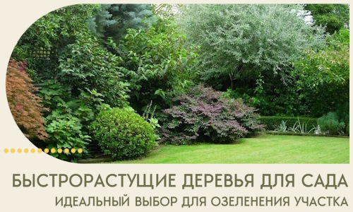 Быстрорастущие деревья для сада идеальный выбор в Междуреченске