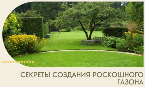 Секреты создания роскошного газона в Междуреченске